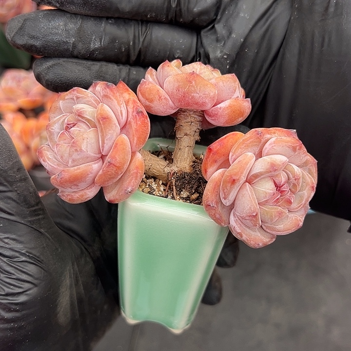 杨***洋3179，三头星影带盆发的9.5厘米