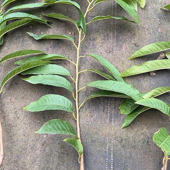 芒***园天使267909735788643467红牛