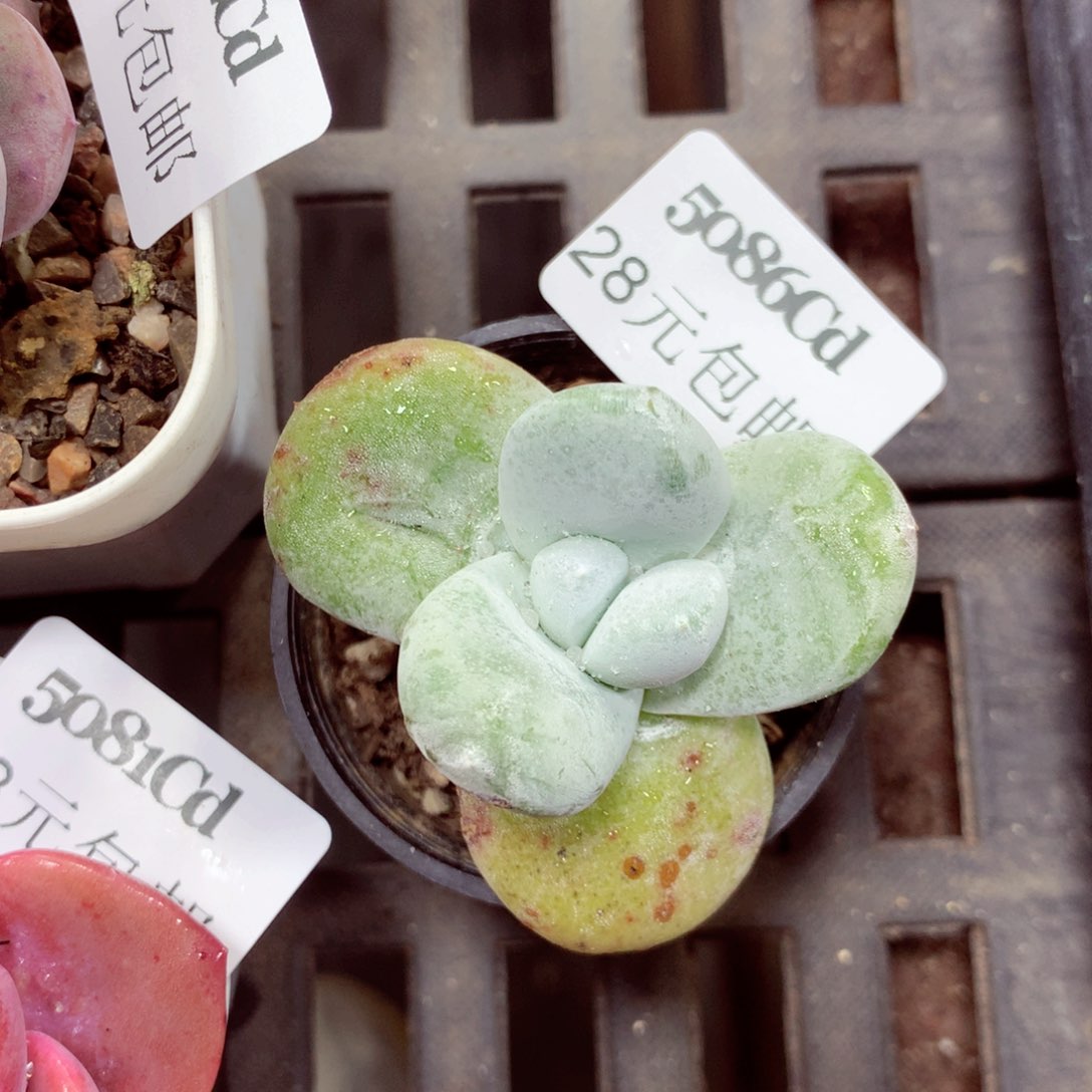 5厘米盆精控多肉5086