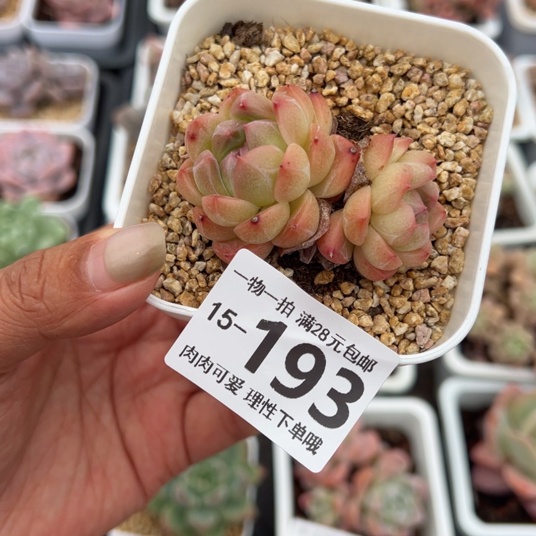 春风多多肉多肉多肉