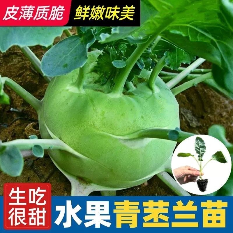 苤蓝苗青苤蓝紫苤蓝秧苗耐寒秋冬蔬菜苗带土壮苗庭园种植盆栽