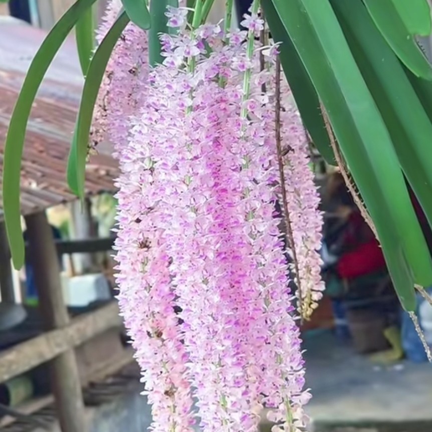 狐尾兰紫粉色清香壮苗多花好养易复花多年生树皮向日葵鲜花大号