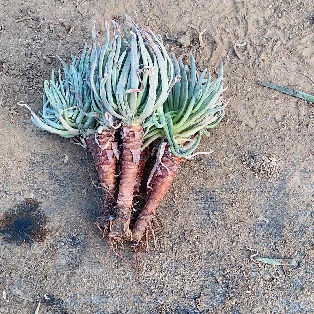 王*文六颗20块钱包邮8号车