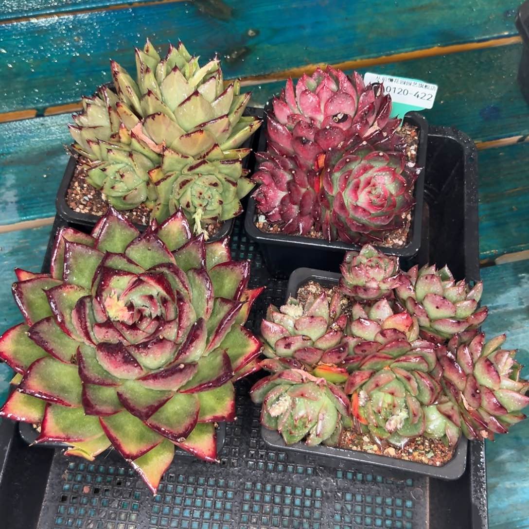 多肉一物一拍0120-422