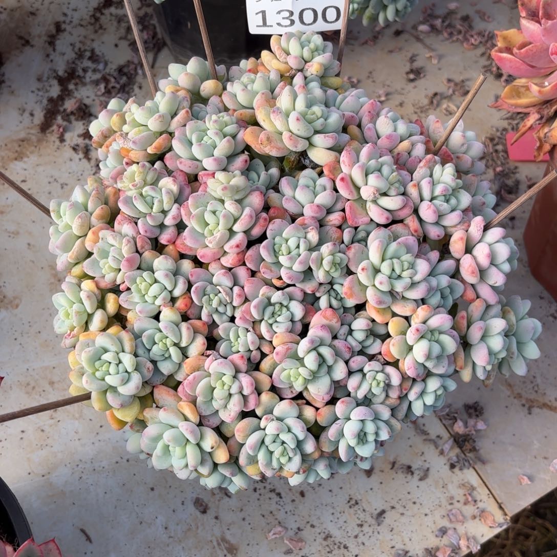 开开心心每一天象牙