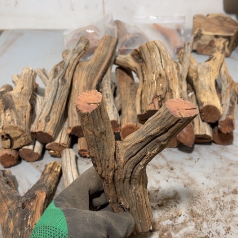 大果紫檀（缅甸花梨）老*鱼