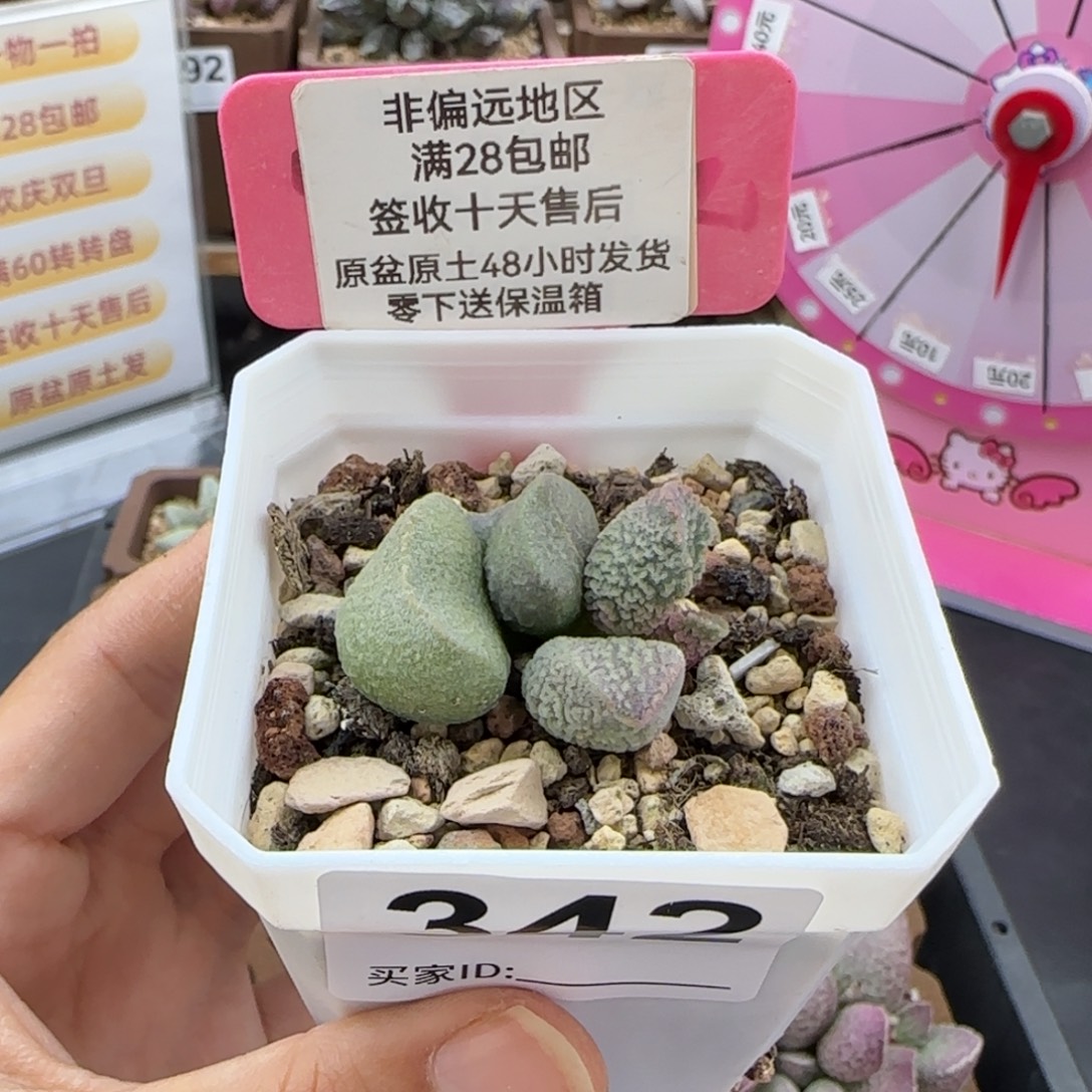 香***香342实生60一颗多肉