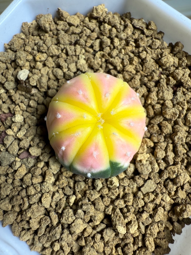 稀有粉锦实生仙人球尺寸2.4