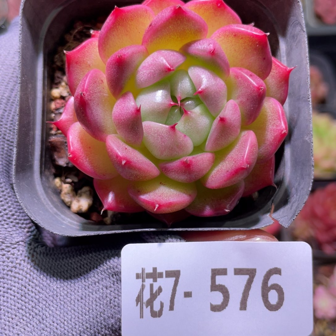 花利美7-576海王  