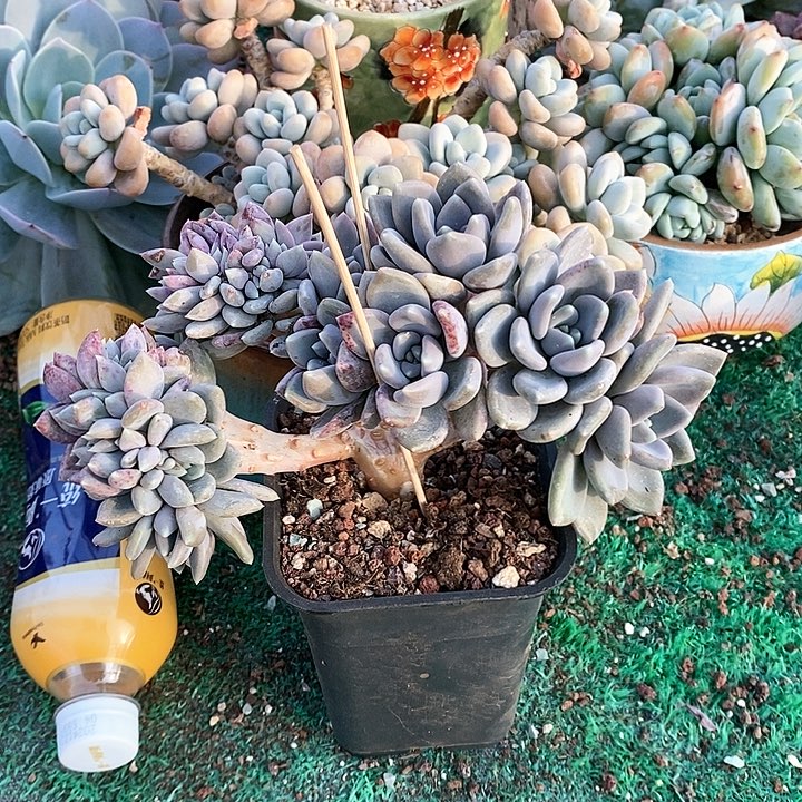 c**b胖美人多肉植物31-2