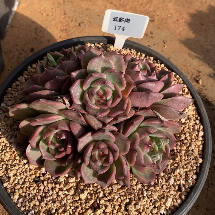 东云174直播福利哦