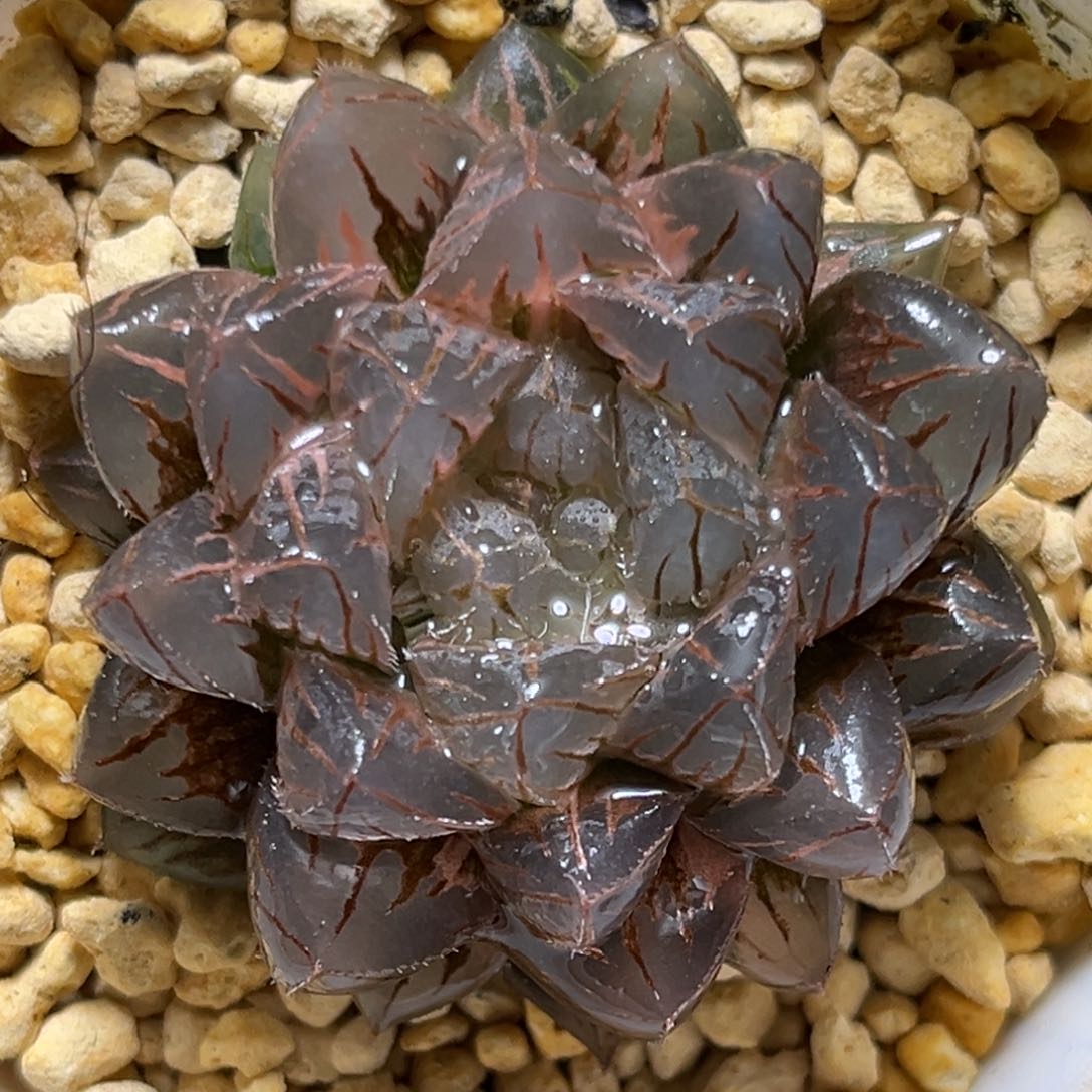 恭喜发财大吉大利797