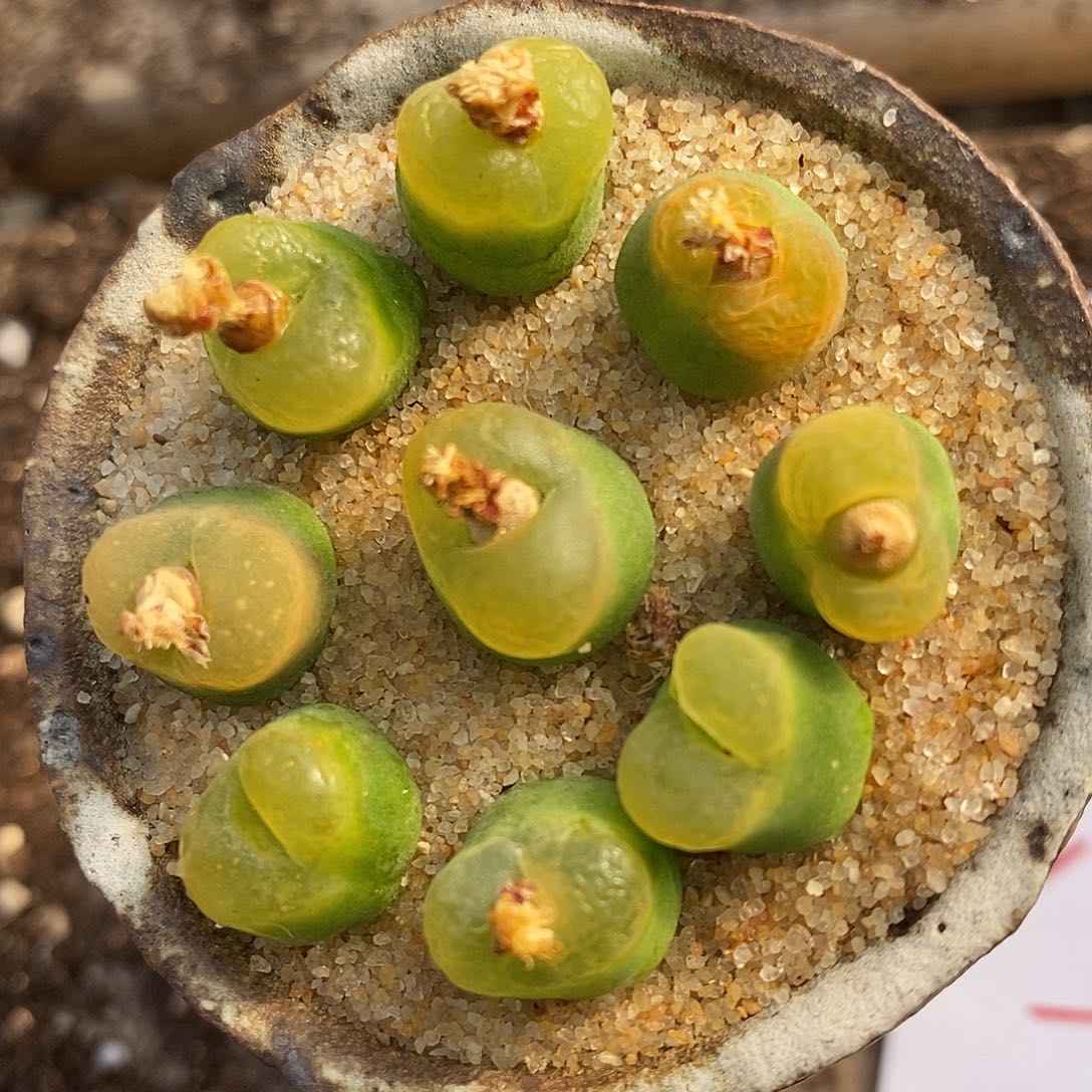 2887黄绿桃子一组