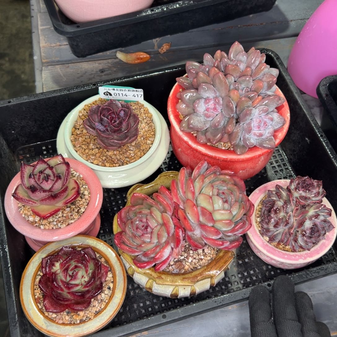 多肉一物一拍0114-417