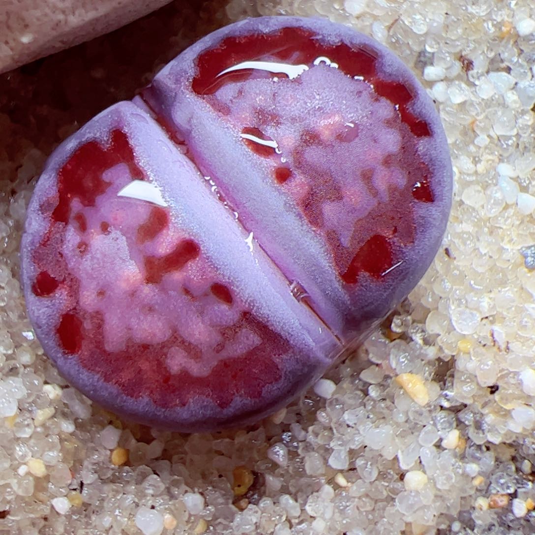 112 111优秀的肉肉