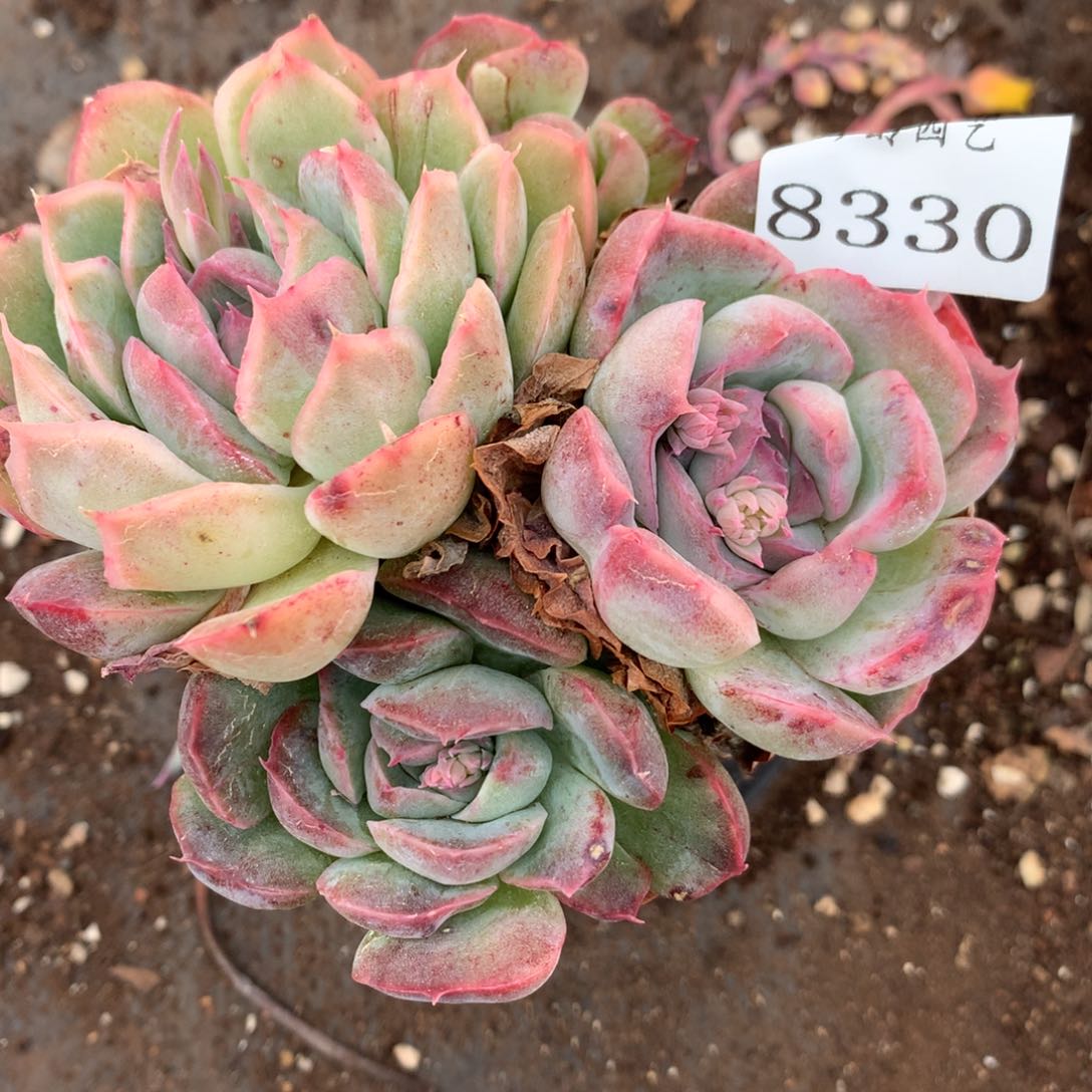 8330杂交多肉老桩