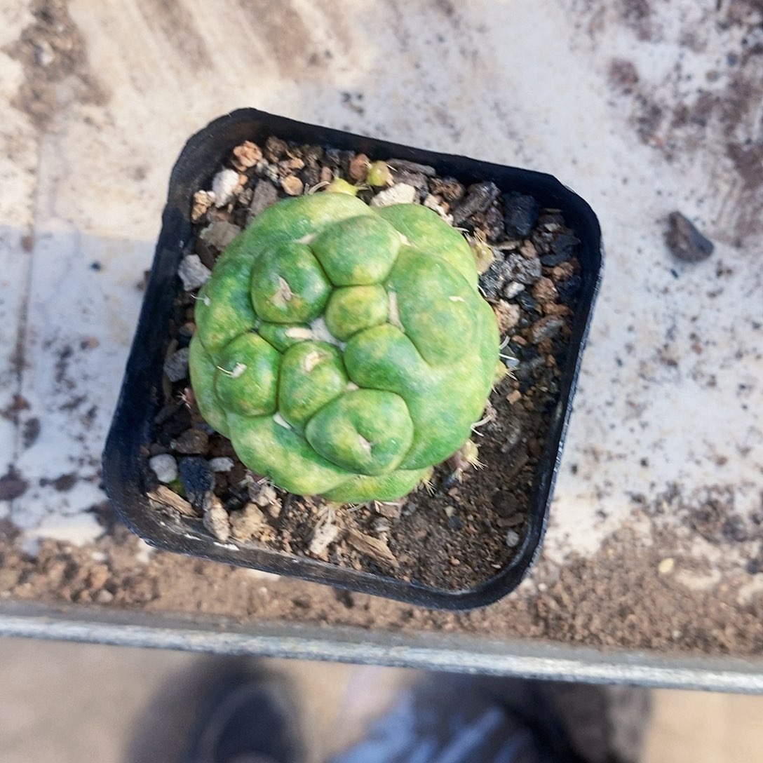 完全开放师生111111111111个