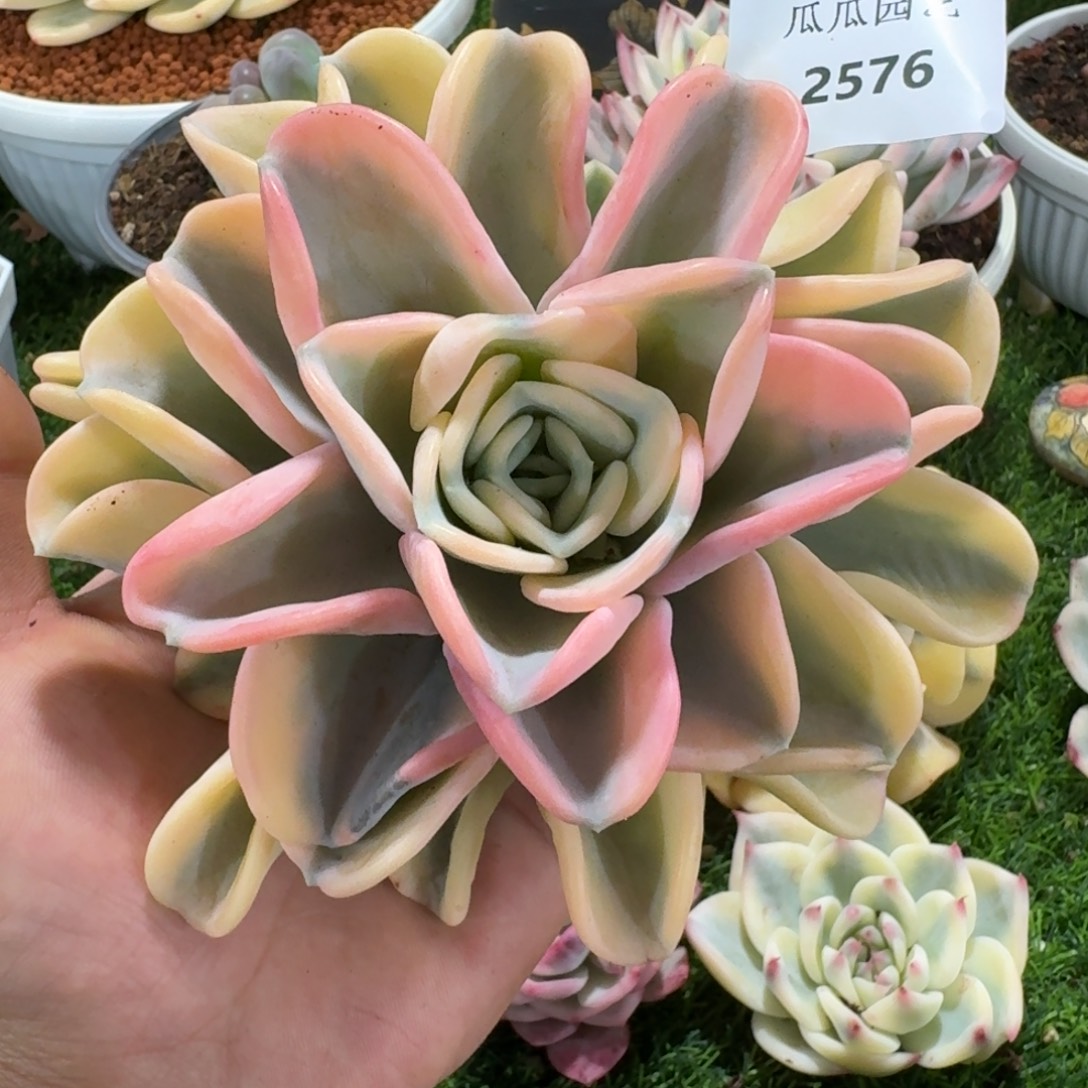 2576美尻锦多肉植物的