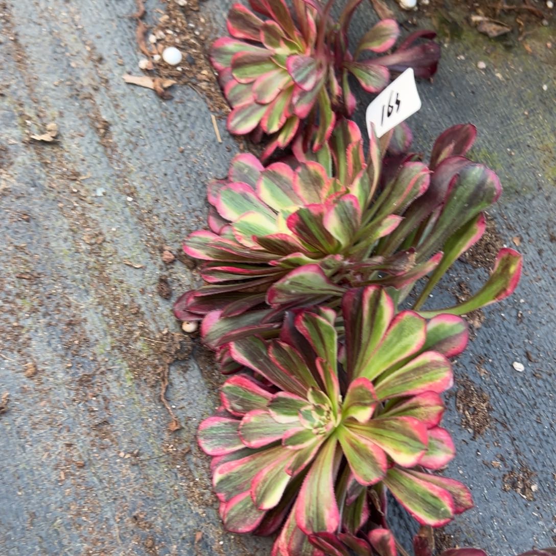 浅***然163同花顺4个砍头