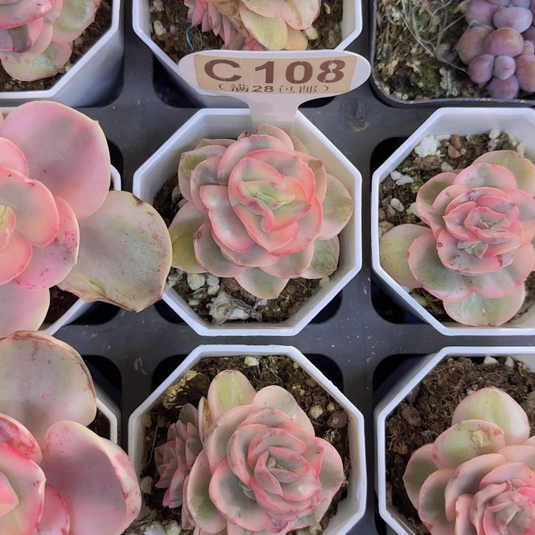 C108秀妍锦一物一拍