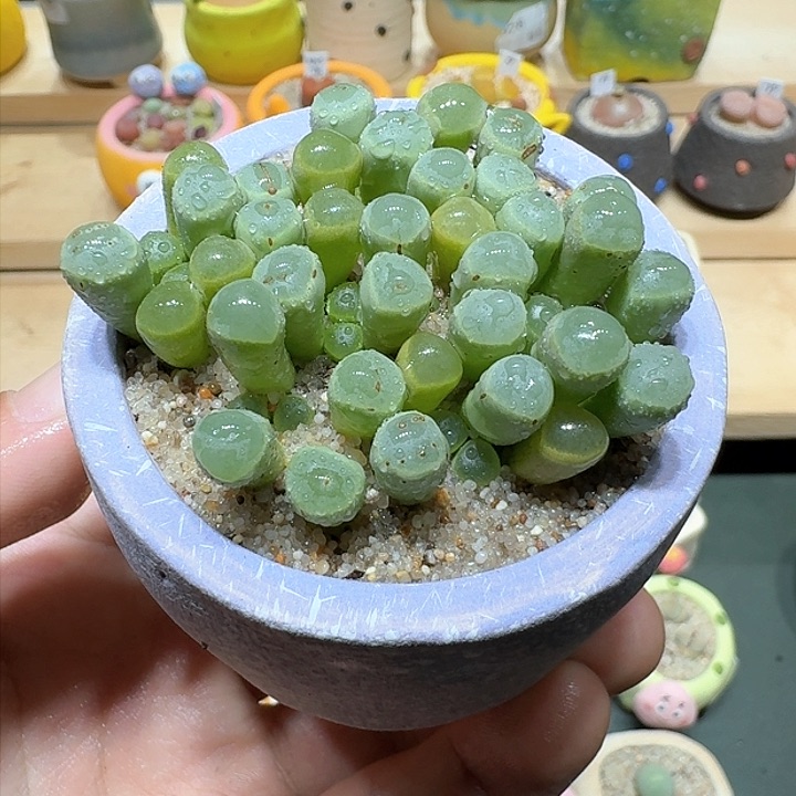 红陶蘑菇804五十铃玉