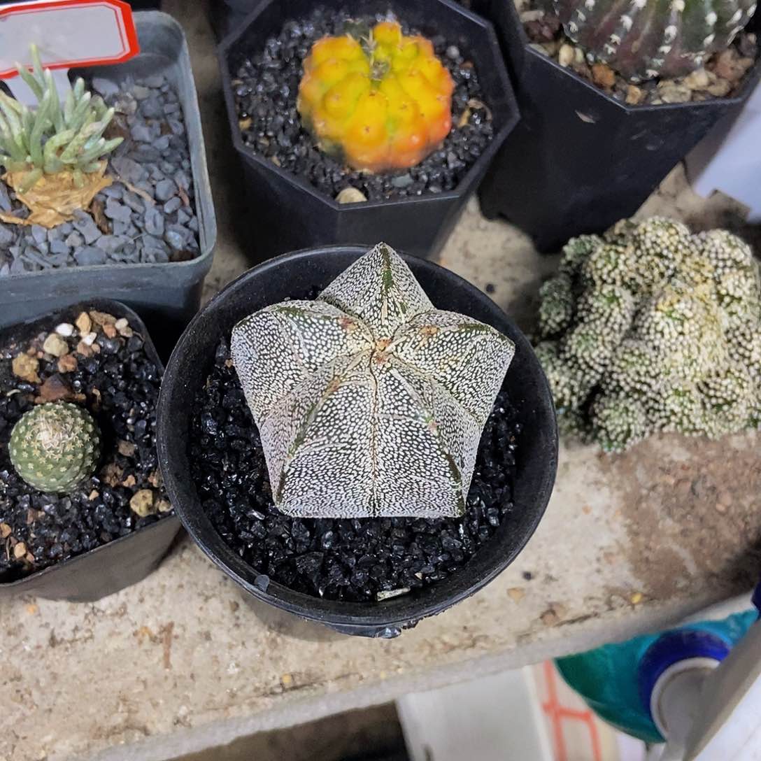 恩冢一个一物一拍