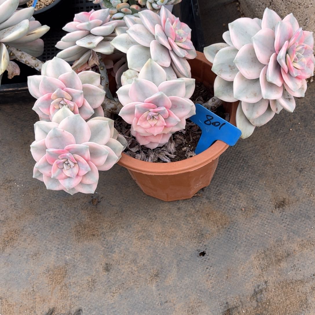 果*鲜801紫乐锦多肉