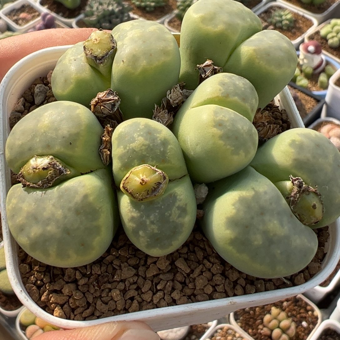 033多肉植物种类多样