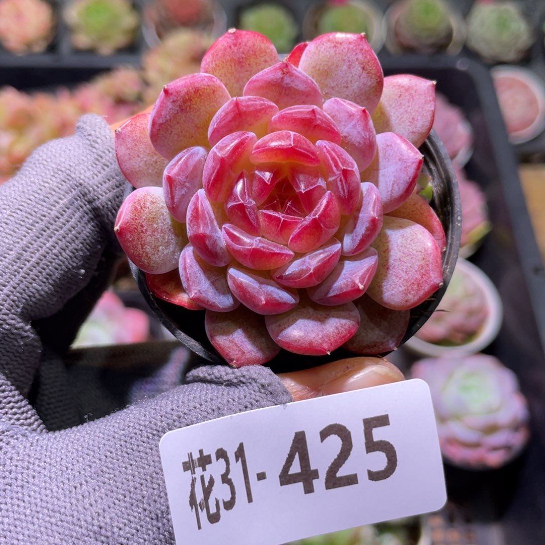 花利美31-425糖心新品