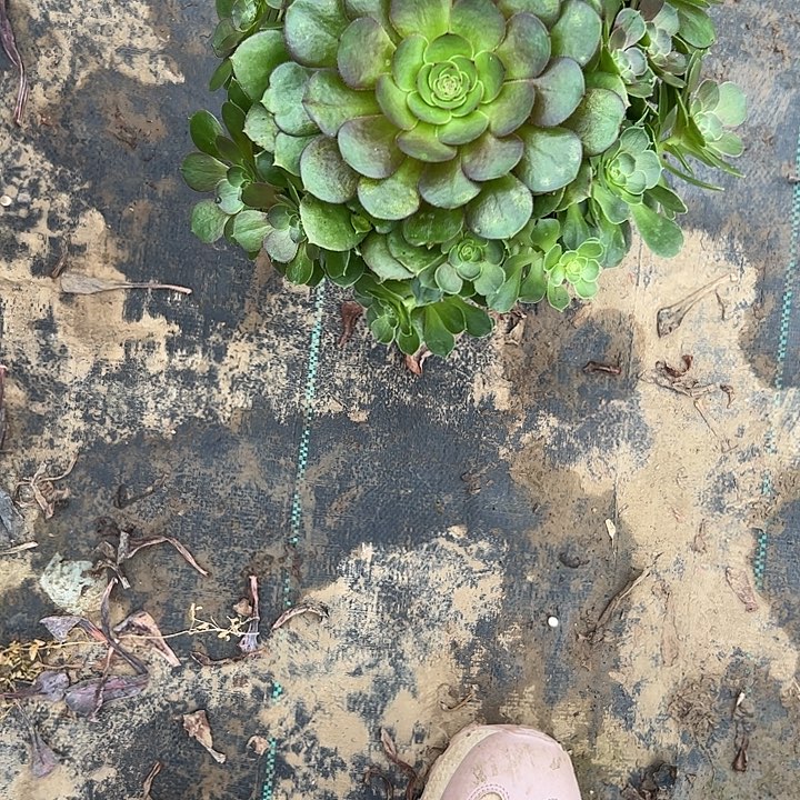 多肉法师植物链接74