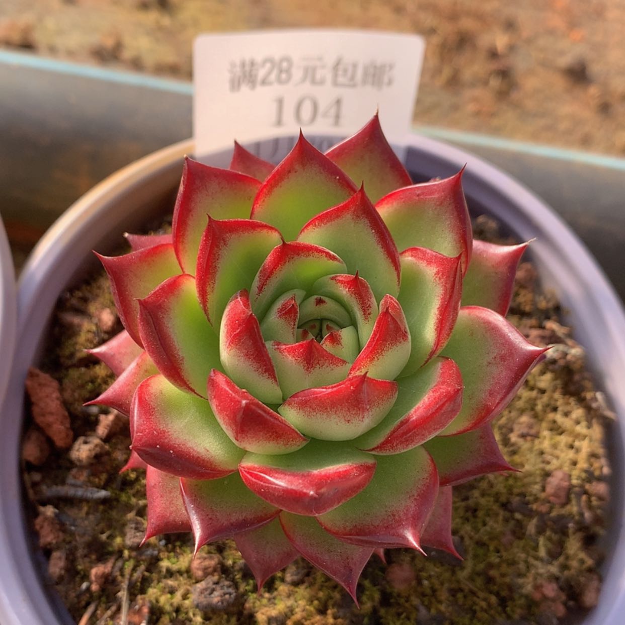 【闪购商品】云104号