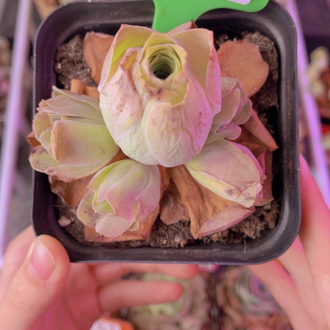 单品一物一拍134号