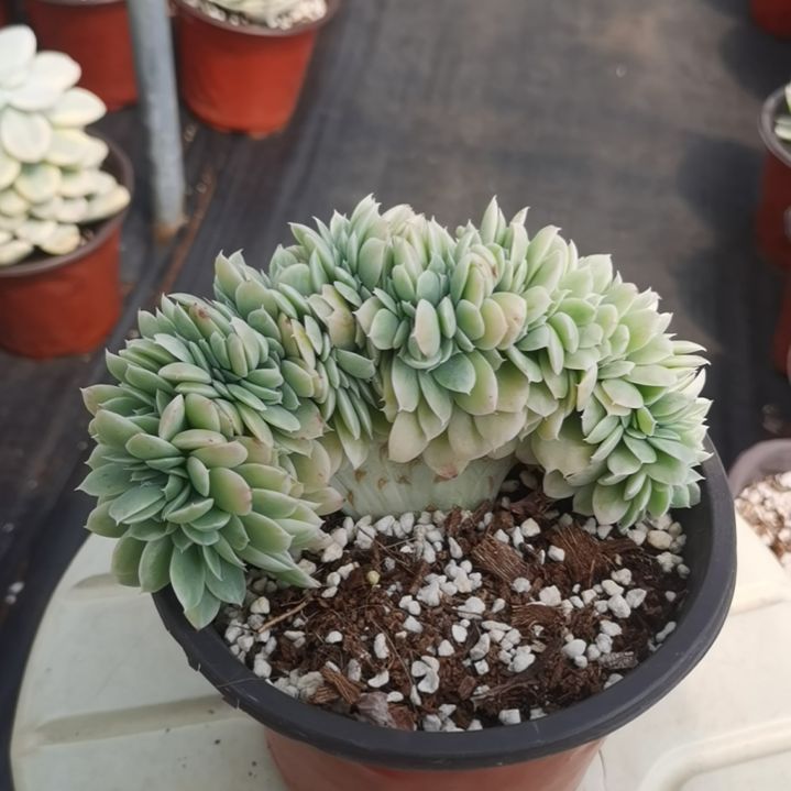 丝绸面纱白覆轮锦缀化