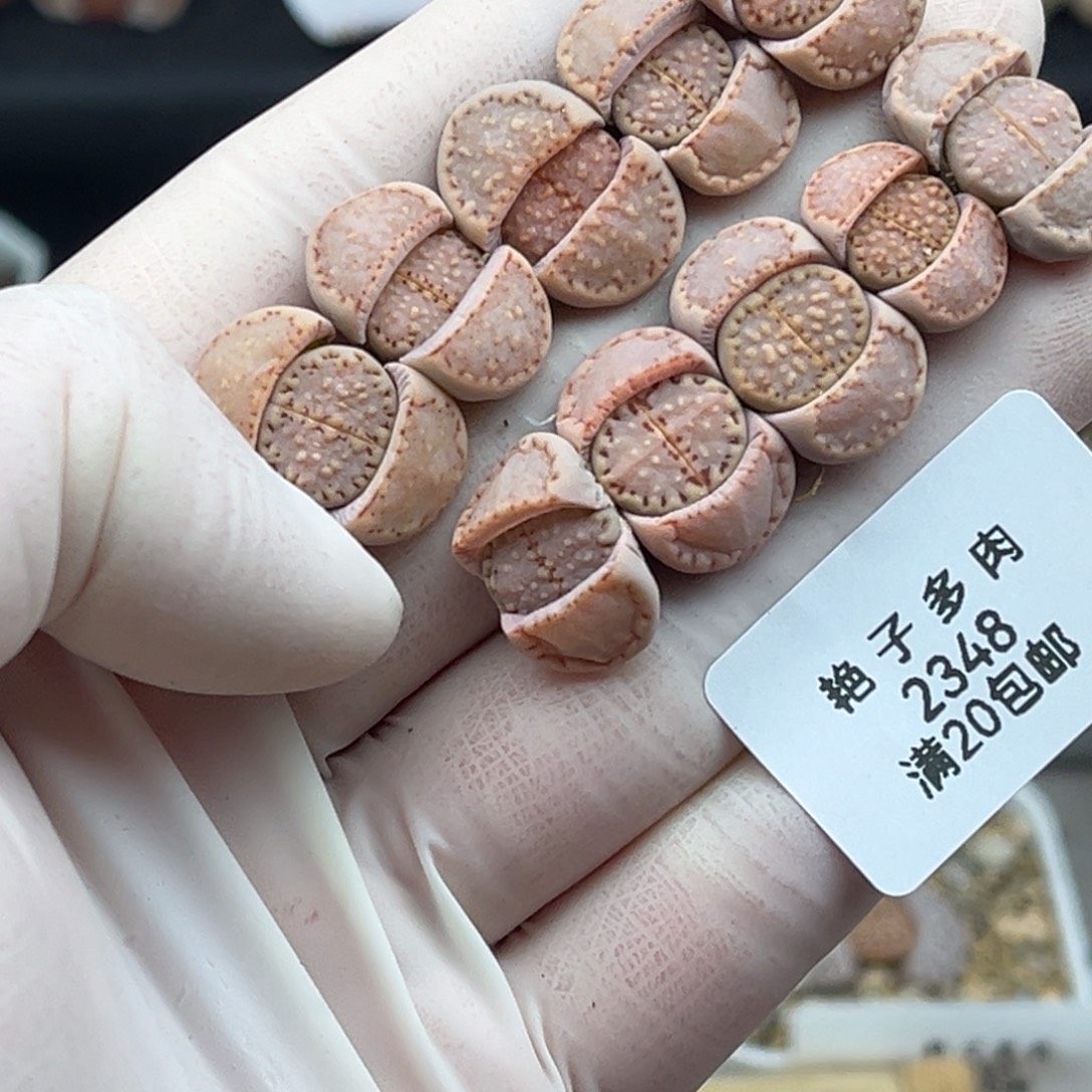 2348号一首特价饼干