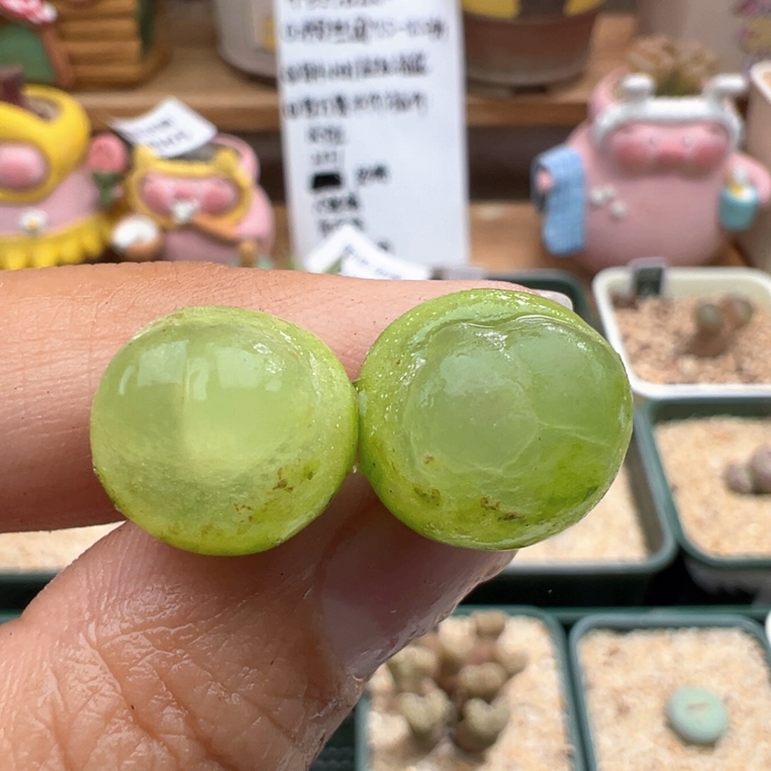 952。拉登。多肉植物