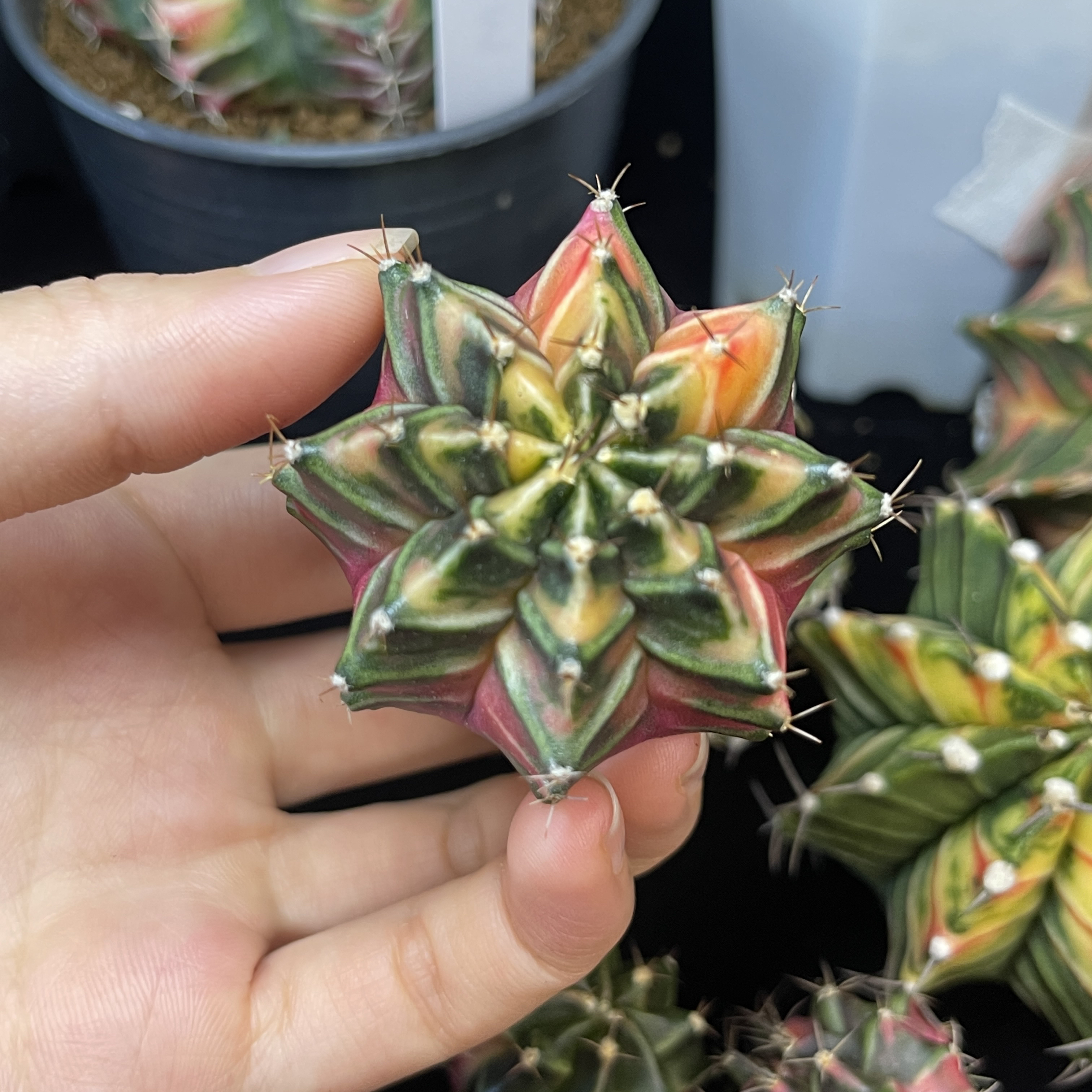 八棱米哈 一物一拍 脱土发货