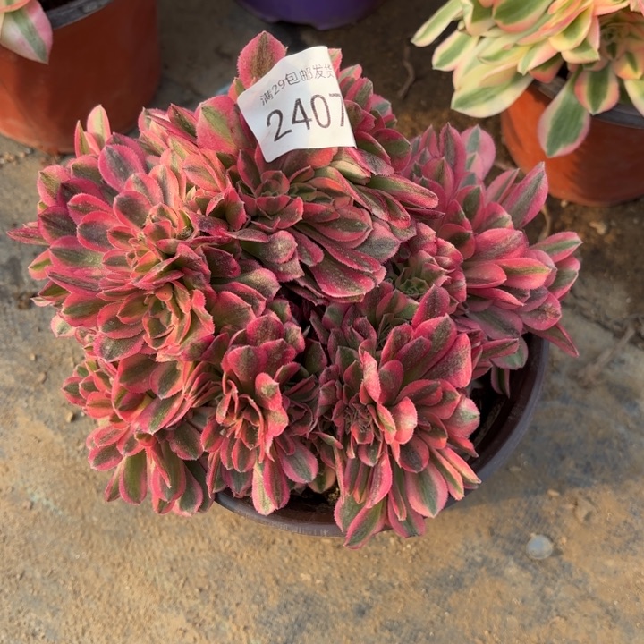 红袖坠多肉法师2407