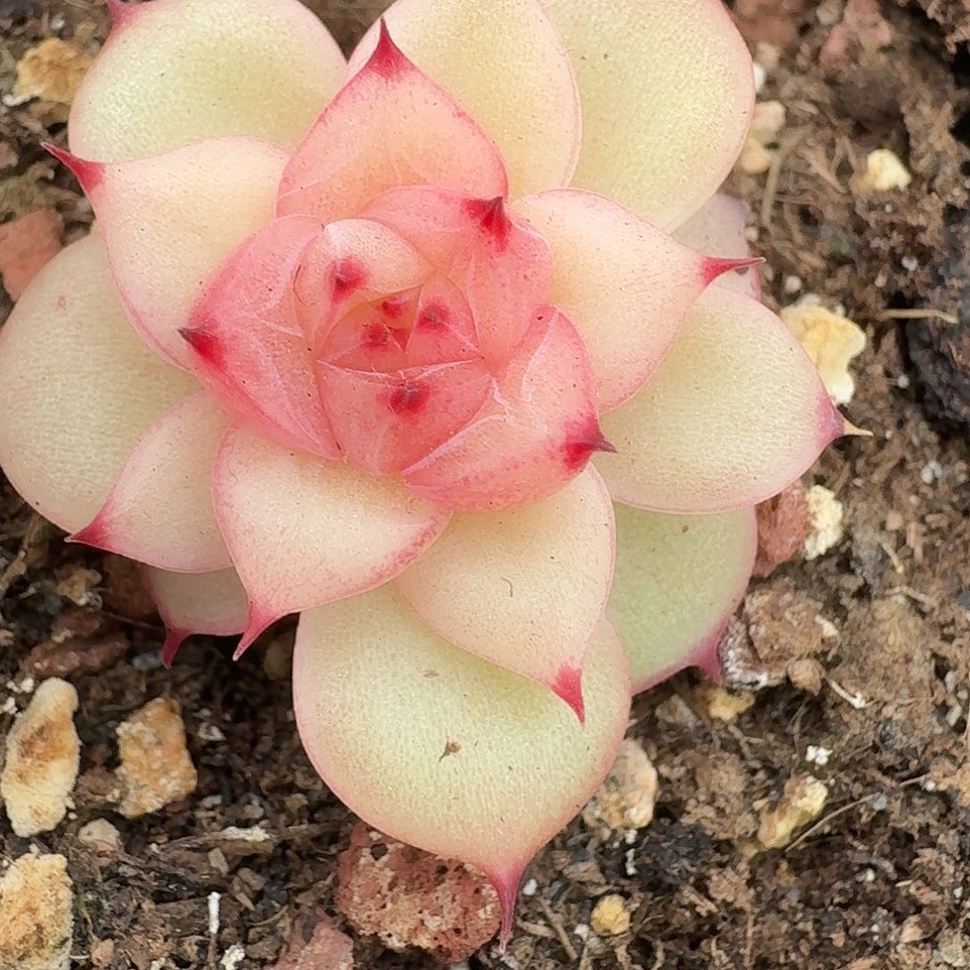 972号单头玉玲珑多肉888