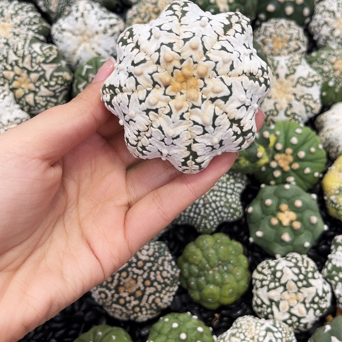 琉璃v兜花朵哈哈哈