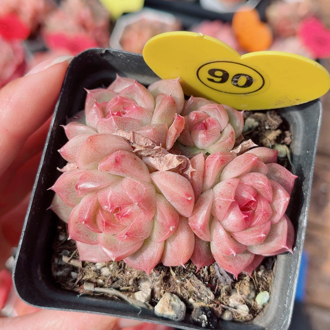 90号小老桩珍妮群