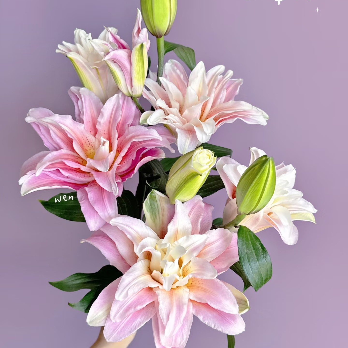 【大小王】胡安娜 重瓣百合 两单顺丰冷链 一单普通快递