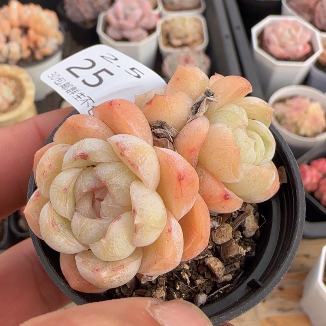 三头胖虎一颗脱土