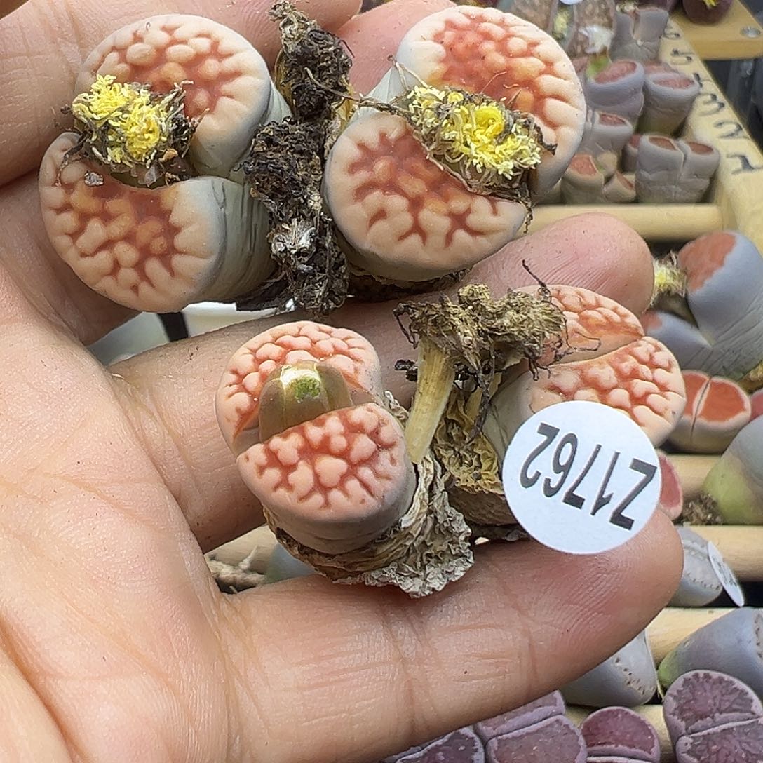 U****91762下播福利生石花福利清