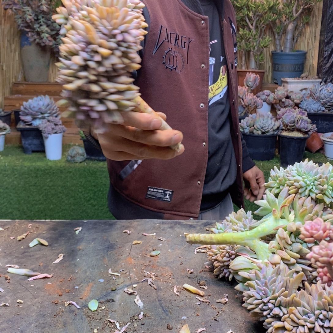 ~****?A57号淡雪缀多肉