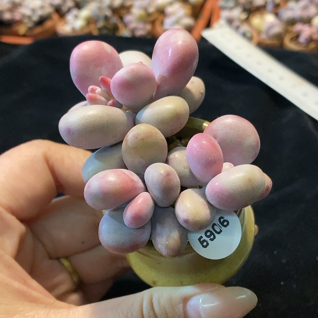 5906腮红腰子蛋带盆土