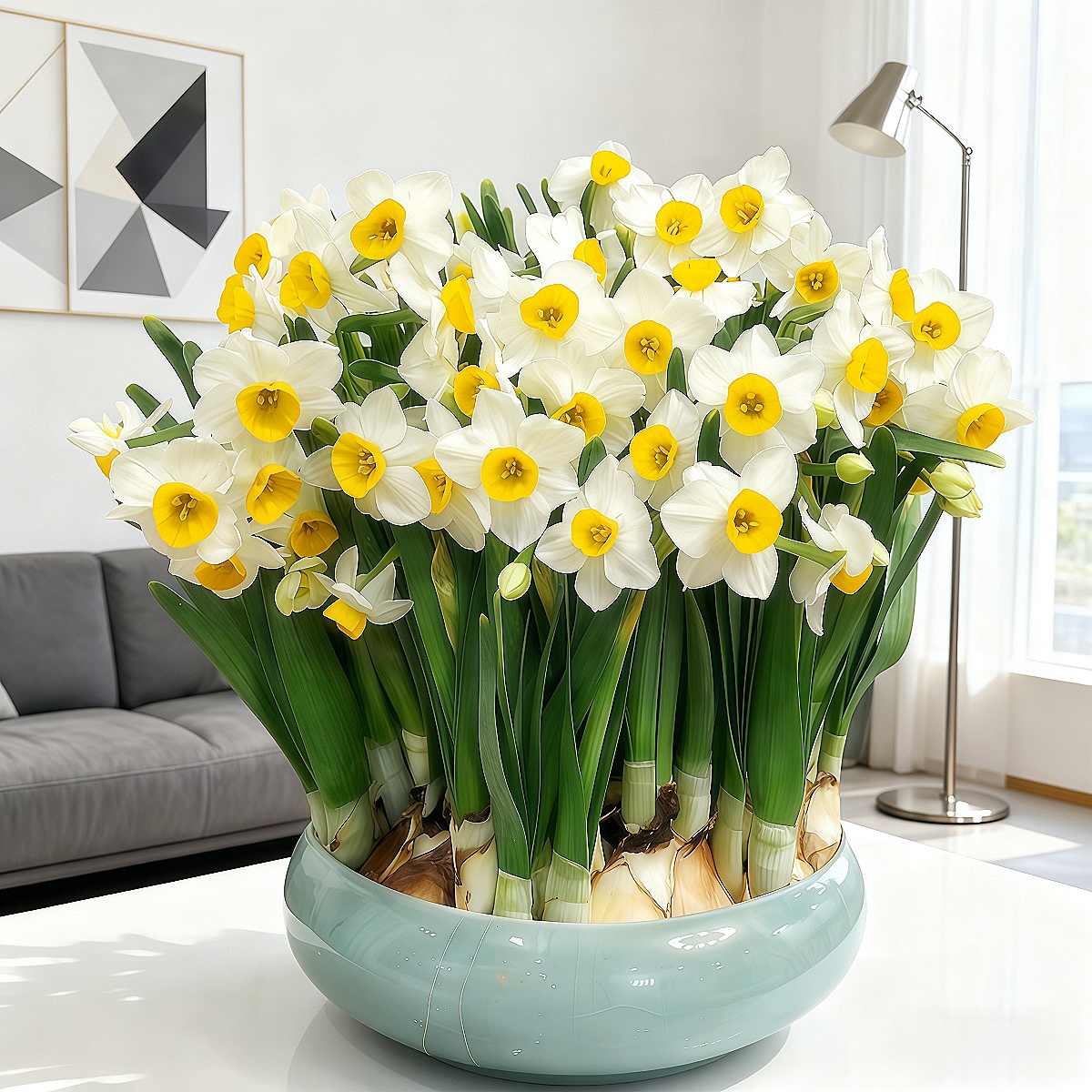 漳州水仙花基地直发 种球耐寒浓香冬季花卉年宵花单瓣