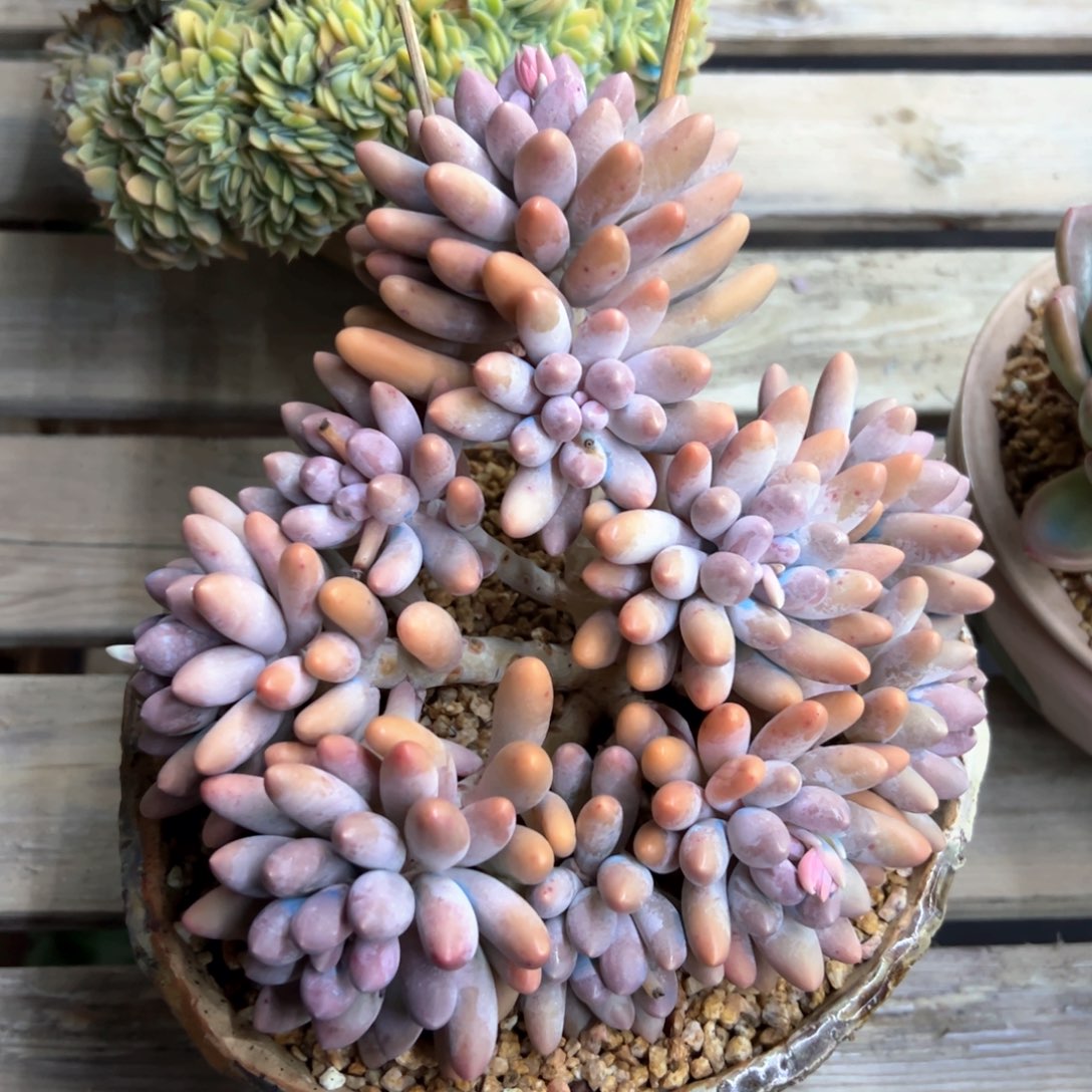 汤圆68 零零多肉植物