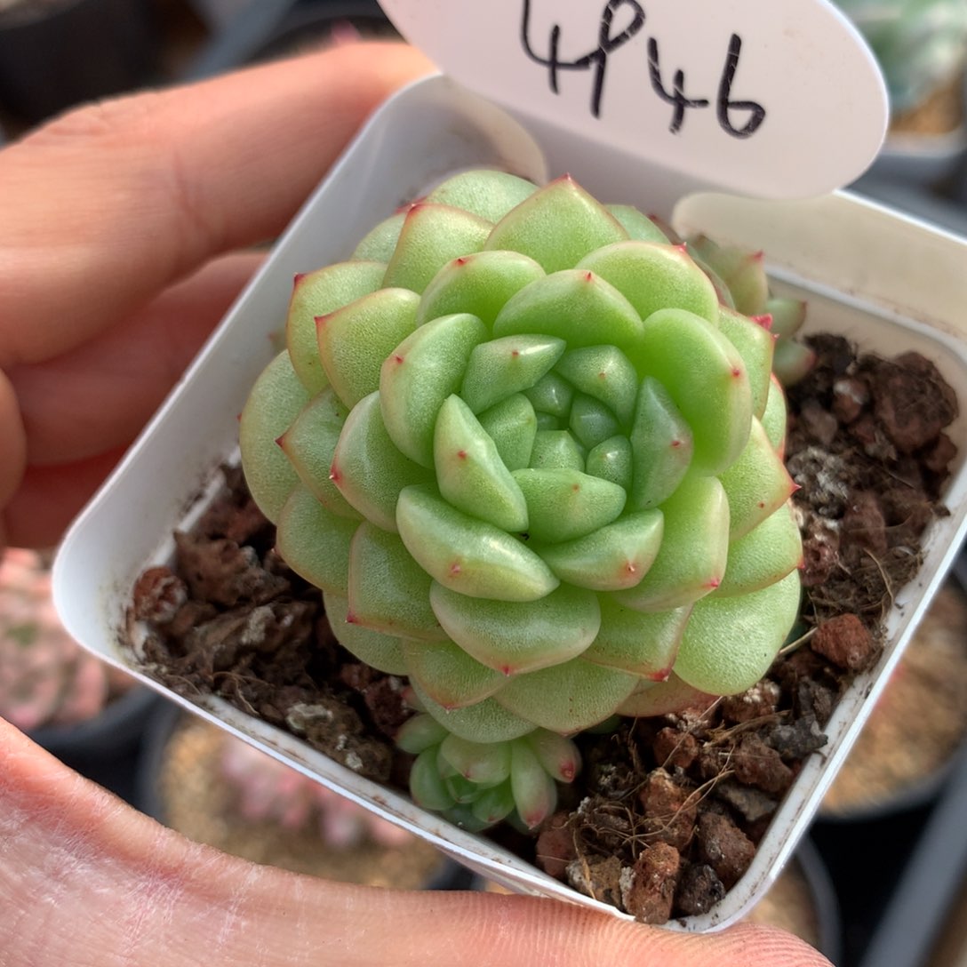 灯泡珍妮4946多肉