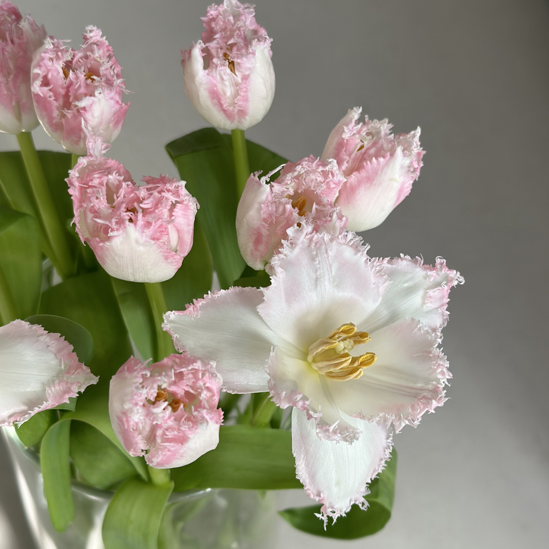 【凯瑟琳郁金香】任意两单顺丰冷链包邮，0度以下必拍保温棉！