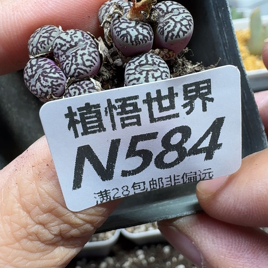 多肉植物的润泽地rgj